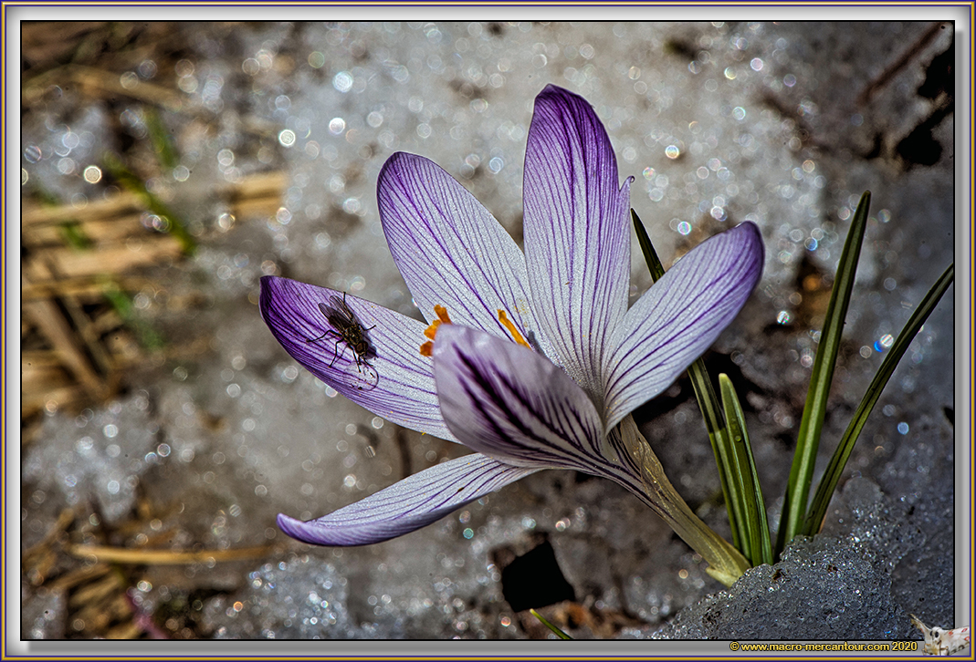 Crocus Versicolor